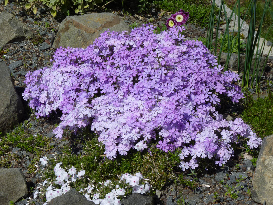 Phlox subulata 'Purple Beauty' photo